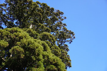杉の大木と青空/Great cedar under the blue sky