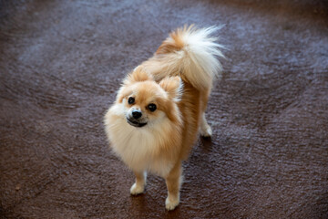 犬