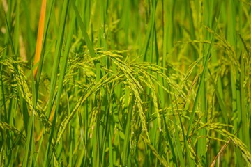 close up of rice field