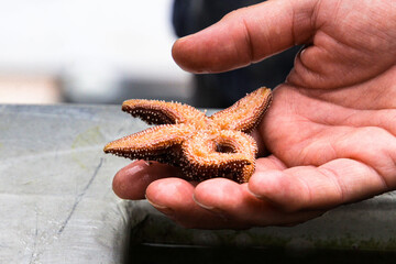 close-up starfish in hand