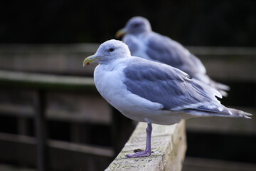 seagull close-up sitting on a wooden fence