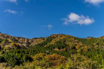 Fototapeta na wymiar 紅葉の山と青空、田舎の風景。京都府与謝郡与謝野町