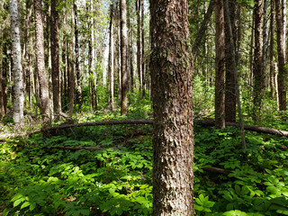Obraz premium Beautiful view on the Blue Lakes Hiking Trail during the summer at Duck Mountain Provincial Park, Manitoba, Canada