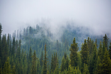 fog in the mountains obscures the fir trees