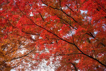 木々を染めるもみじ