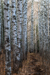 Fototapeta premium forest in autumn