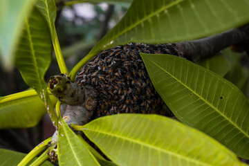 A colony of bees in a tree. Close up view of bees colony. Honey bees