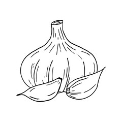 garlic. icon, label, menu. sketch hand drawn doodle. vector monochrome minimalism. food, spice.