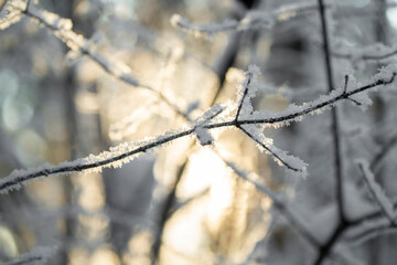 blurred abstract texture of a winter forest in the sunlight