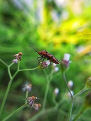 Beautiful red insect on focus photography