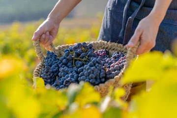 Photo sur Plexiglas Vignoble Farmer holding basket full of bunches of red grapes in the vineyards of Requena, Valencia, Spain