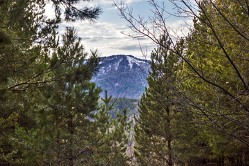 forest in the mountains in autumn