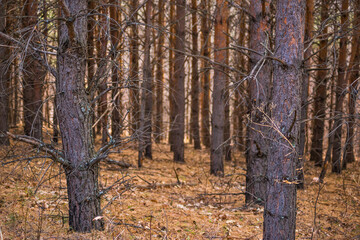 Fototapeta premium forest in autumn