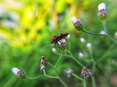 Red insect on nature with focus photography