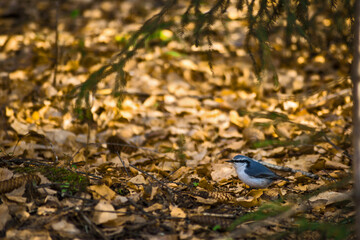 bird under a tree on yellow leaves