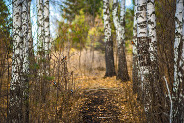 forest in autumn
