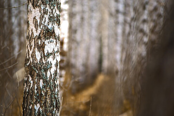 Fototapeta premium forest in autumn