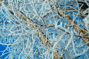 tree branches covered with frost against the blue sky
