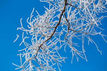 tree branches covered with frost against the blue sky