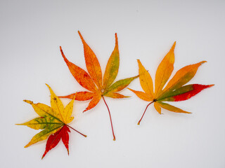 イロハモミジの紅葉