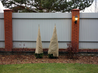 Two bushes of thuja wrapped in burlap against a wall.  