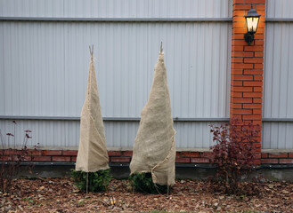 Two bushes of thuja wrapped in burlap against a wall.  