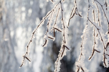 tree branches covered with frost against the blue sky