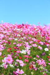 Naklejka premium cosmos flower against blue sky