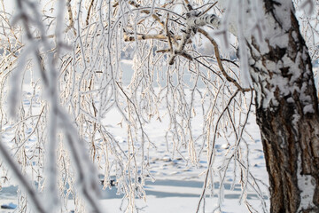 tree branches covered with frost against the blue sky