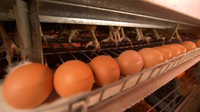 In the chicken coop, chickens sit in cages, eggs go by on the conveyor belt