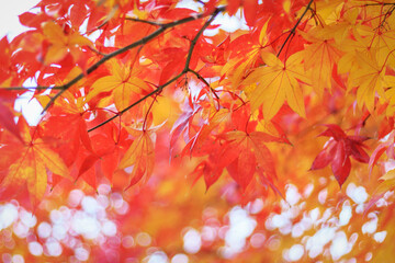 Fototapeta na wymiar Colorful maple foliage close-up top view, natural background