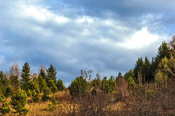 Obraz premium forest in the mountains in autumn