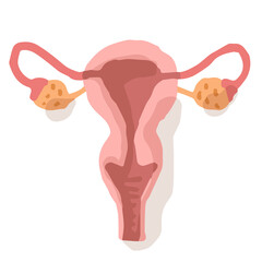Female reproductive system; Hand drawn vector illustration like woodblock print