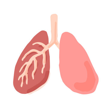 Human lungs; Hand drawn vector illustration like woodblock print