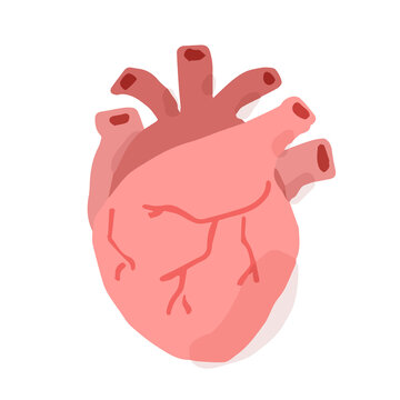 Human heart; Hand drawn vector illustration like woodblock print