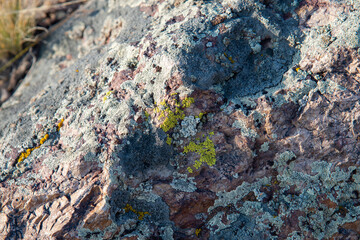 Texture of multi-colored moss and lichen pattern on wild stone.