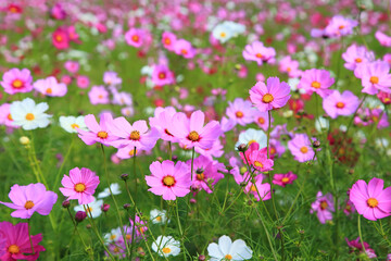 cosmos flower in full bloom