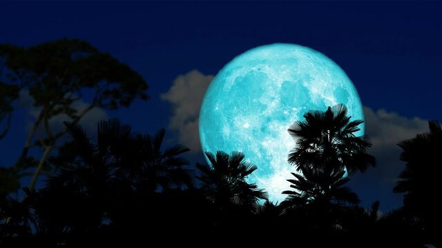 super beaver blue moon rise back dark cloud and silhouette palm tree on the night sky time lapse