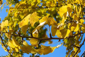 秋 紅葉 銀杏 イチョウ イエロー