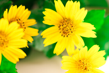 Wedelia trilobata flower are blooming in garden