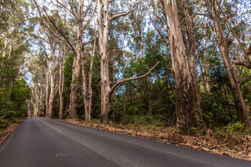 North California road in the forest