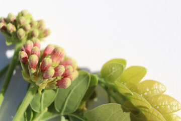 East indian walnut are blooming