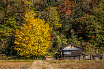 秋の山の中に古民家と並ぶイチョウの木。田舎の風景