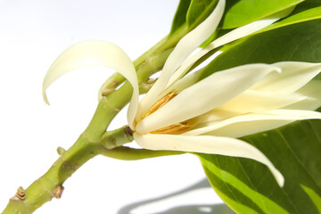 Obraz premium White Magnolia champaca are blooming