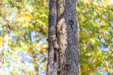 木をのぼるリス