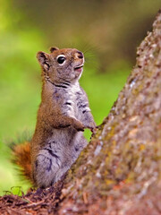 Curious Red squirrel standing by the tree,  watching.