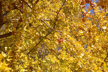 秋 紅葉 銀杏 イチョウ 葉っぱ