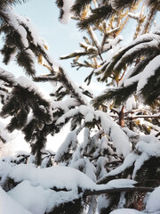 
pine branches with winter siberian forest
