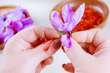 The process of separating the saffron threads from the rest of the flower.