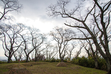 Obraz premium 秋の桜